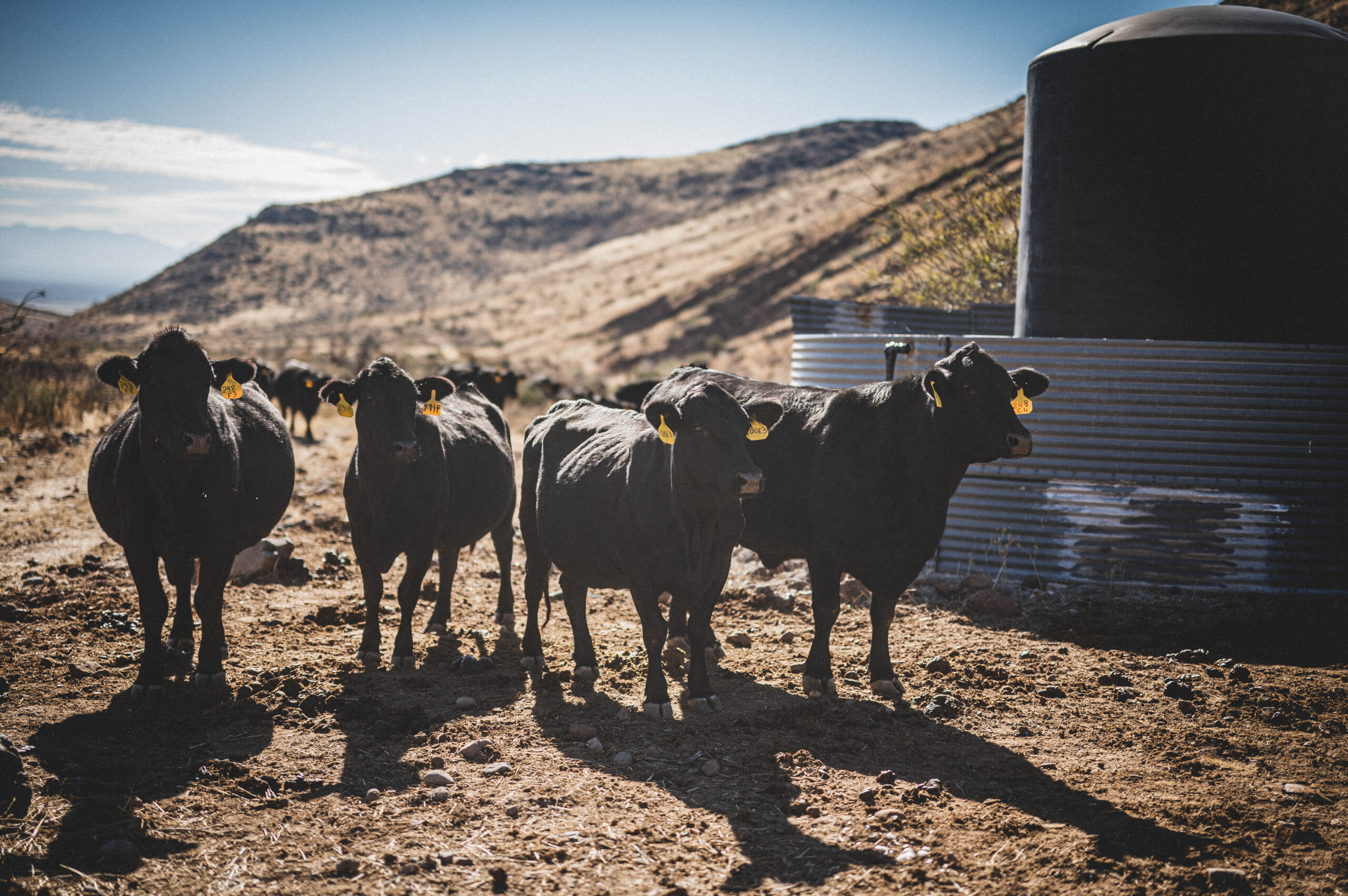 livestock solar watering